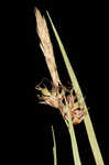 Blue Ridge sedge